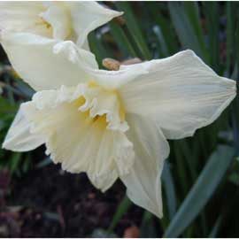 daffs